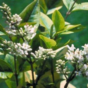 2 x Troène de Californie 'Aureum' - Ligustrum Ovalifolium 'Aureum'  - 40-50 cm pot