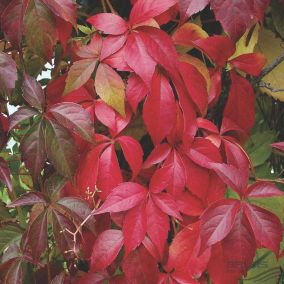 2 x Vigne vierge de virginie 'Engelmannii' - Parthenocissus quinquefolia 'Engelmannii'  - 50-60 cm pot