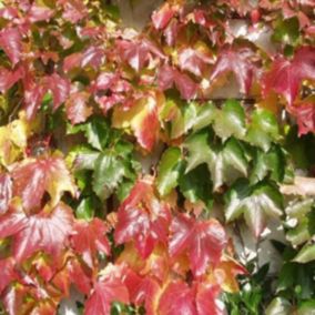 2 x Vigne vierge Japonaise - Parthenocissus 'Veitch Boskoop'  - 50-60 cm pot