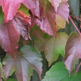 2 x Vigne vierge Japonaise 'Veitchii' - Parthenocissus tricuspidata 'Veitchii'  - 60-80 cm pot