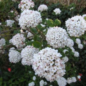 2 x Viorne carlcephalum - Viburnum Carlcephalum  - 40-60 cm pot