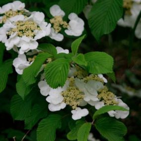 2 x Viorne de Chine 'Tomentosum' - Viburnum Plicatum Tomentosum  - 40-60 cm pot