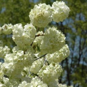 2 x Viorne de Chine - Viburnum plicatum 'Grandiflorum'  - 40-60 cm pot