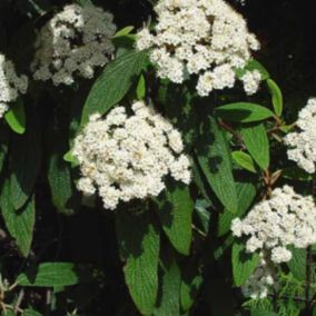 2 x Viorne à feuilles ridées - Viburnum Rhytidophyllum  - 30-50 cm pot