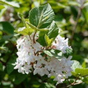 2 x Viorne obier 'Compactum' - Viburnum Opulus 'Compactum'  - 25-30 cm pot