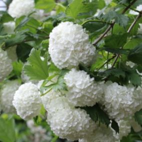 2 x Viorne obier - Viburnum Opulus  - 40-60 cm pot