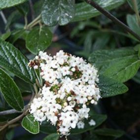 2 x Viorne 'Pragense' - Viburnum 'Pragense'  - 40-60 cm pot