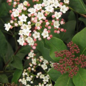 2 x Viorne tin, Laurier tin 'Eve Price' - Viburnum Tinus 'Eve Price'  - 25-30 cm pot