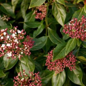 2 x Viorne tin, Laurier tin - Viburnum Tinus  - 60-80 cm pot