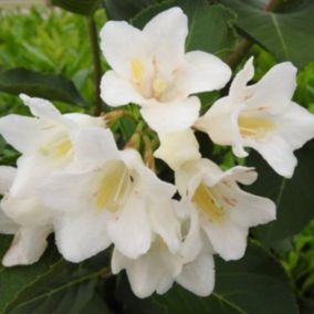 2 x Weigela 'Candida' - Weigela 'Candida'  - 50-60 cm pot