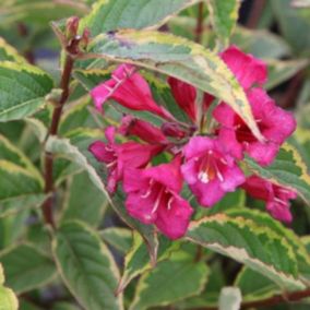 2 x Weigela florida 'Moulin Rouge' - Weigela 'Moulin Rouge' -Brigela  - 50-60 cm pot