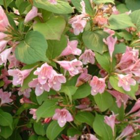 2 x Weigela 'Rosea' - Weigela 'Rosea'  - 50-60 cm pot