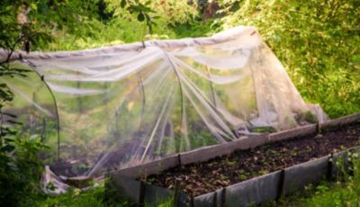 25 m film de jardin, film de serre, UV 5 film de couche froide, 4 m de large Aquagart