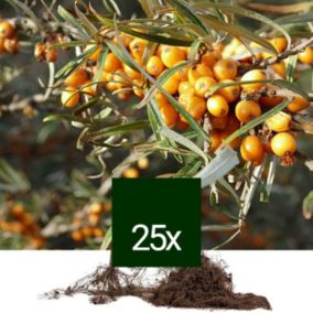 25 x Argousier - Racine Nue - Hippophae rhamnoides  - 25 x 60-90 cm racines nues