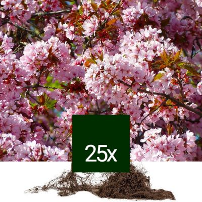 25 x Cerisier à fleurs, Prunier myrobolan - - Racine Nue - Prunus ...