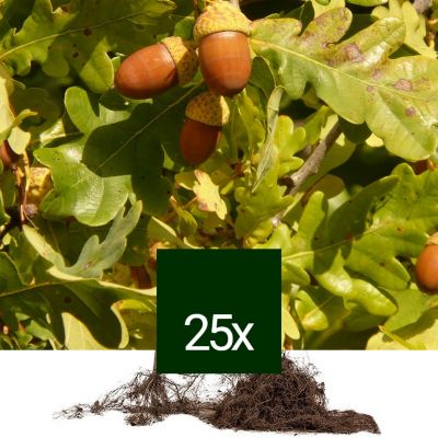 25 x Chêne pédonculé - Racine Nue - Quercus robur - 25 x 60-90 cm ...
