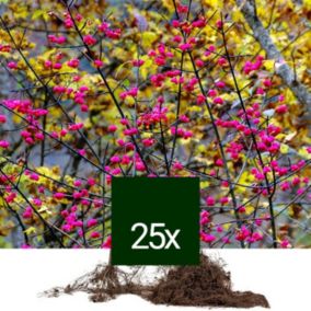 25 x Fusain d'Europe - Racine Nue - Euonymus europaeus  - 25 x 60-90 cm racines nues