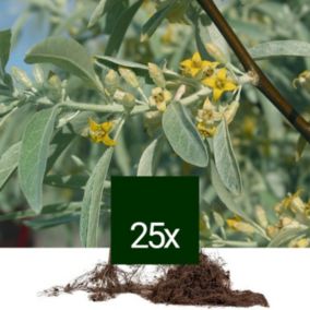 25 x Olivier de Bohême - Racine Nue - Elaeagnus angustifolia  - 25 x 60-90 cm racines nues