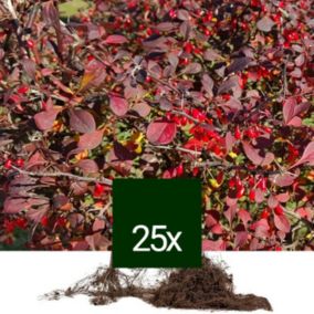 25 x Épine-vinette à feuilles - Racine Nue - Berberis Thunbergii 'Atropurpurea'  - 25 x 40-60 cm racines nues