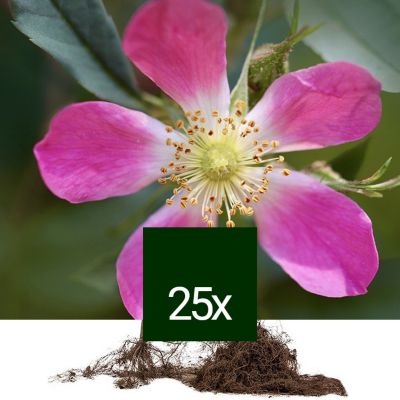 25 x Rosier botanique glauca Racine Nue Rosa glauca 25 x 4060 cm — free download