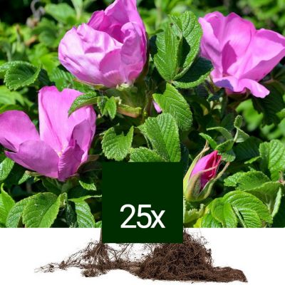 25 x Rosier rugueux Racine Nue Rosa rugosa 25 x 6090 cm racines nues — free download