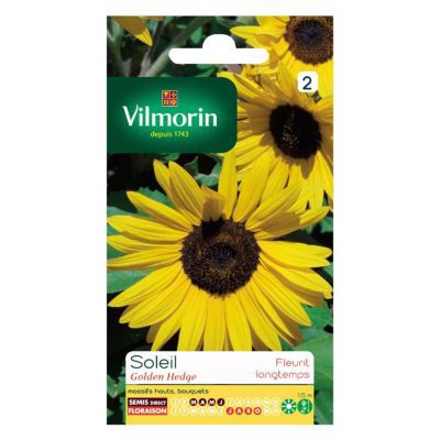 Graines de Soleil Golden Hedge