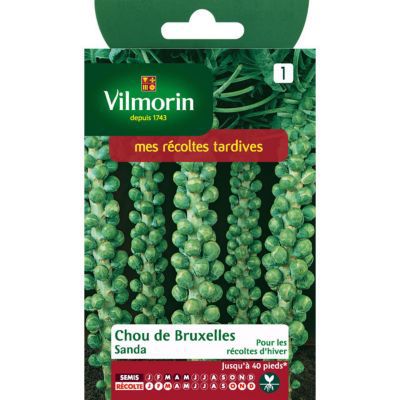 Graines de Chou de Bruxelles Sanda