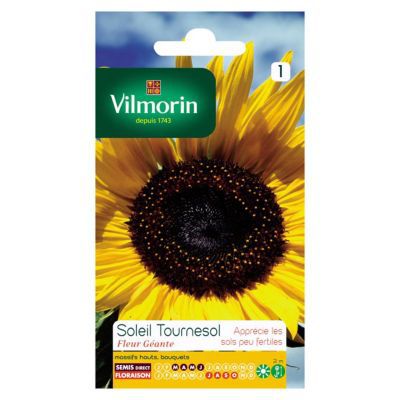 Graines de Tournesol Géant