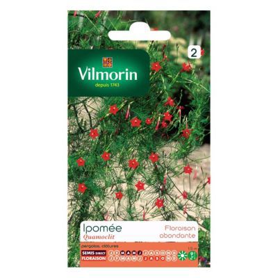 Graines d'Ipomée Quamoclit