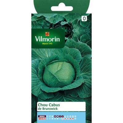 Graines de Chou Cabus de Brunswick