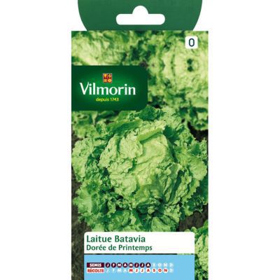 Graines de Laitue Batavia Dorée de Printemps