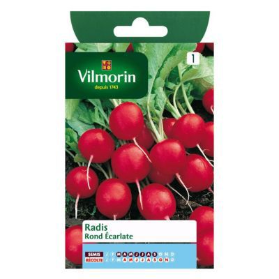 Graines de Radis Rond Ecarlate