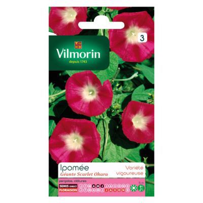 Graines d'Ipomée Scarlet O'Hara