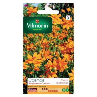 Graines de Cosmos Sulphureus Carioca