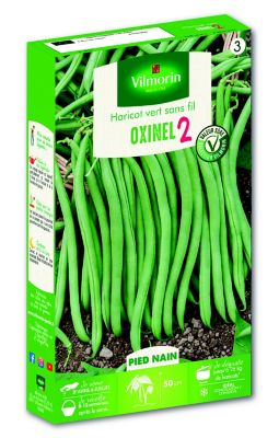 Graines de Haricot vert nain Oxinel 2
