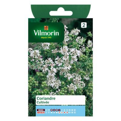 Graines de Coriandre Cultivée