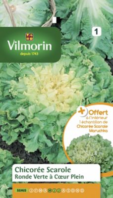 Graines de Chicorée Scarole Ronde Verte à Coeur Plein