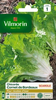 Graines de Chicorée Scarole Cornet de Bordeaux