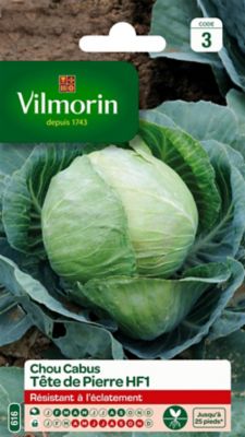Graines de Chou Cabus Tête de Pierre Hybride F1