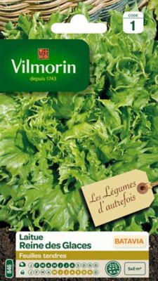 Graines de Laitue Batavia Reine des Glaces Vilmorin
