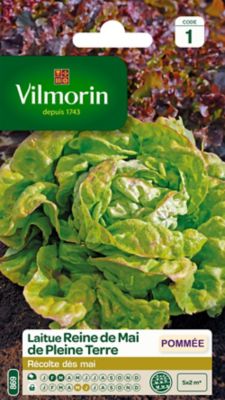 Graines de Laitue Reine de Mai de Pleine Terre Vilmorin