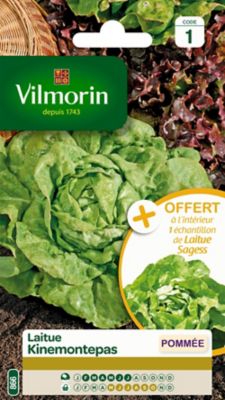 Graines de Laitue Pommée Kinemontepas Vilmorin