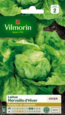 Graines de Laitue Pommée Merveille d'Hiver Vilmorin