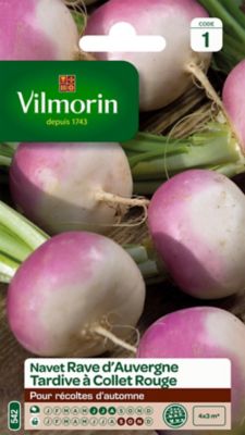 Graines de Navet Rave d'Auvergne Tardif Vilmorin