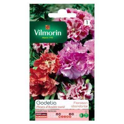 Graines de Godetia Double à Fleur Azalée Varié Vilmorin
