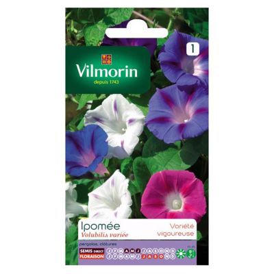 Graines d'Ipomée Volubilis Variée Vilmorin