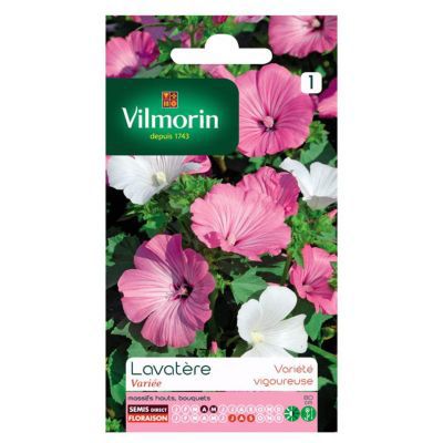 Graines de Lavatère Grande Fleur Variée