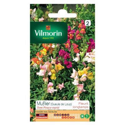 Graines de Muflier Tom Pouce Varié (Geule de Loup) Vilmorin