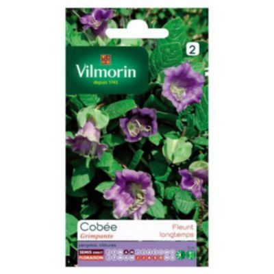 Graines de cobée grimpante Vilmorin