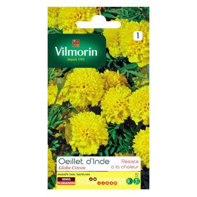 Graines d'Oeillet d'Inde Globe Citron Vilmorin